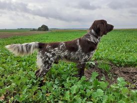 Piesek urodzony 15 lipca 2022 roku. O pięknym