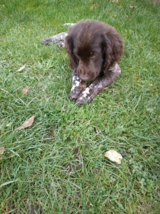 Piesek urodzony 15 lipca 2022 roku. O pięknym