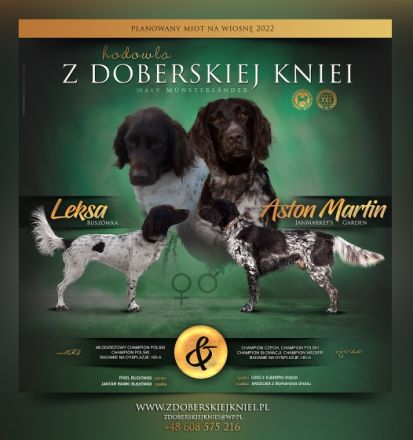 Piesek urodzony 15 lipca 2022 roku. O pięknym