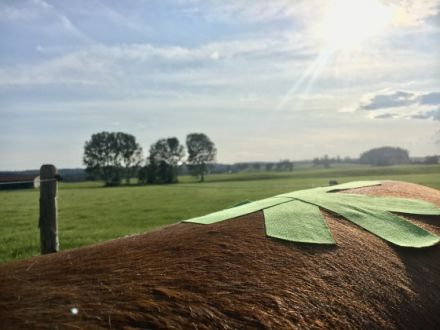 Compact Fit - Tierphysiotherapie Christiane Festerling