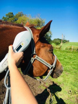 Compact Fit - Tierphysiotherapie Christiane Festerling