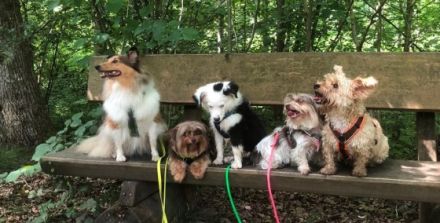 TeamWalk-Hundetrainer