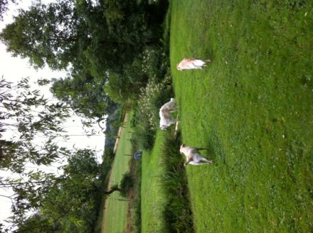 Hundeauslauf Waldbröl