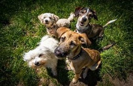 Hundeauslauf Waldbröl