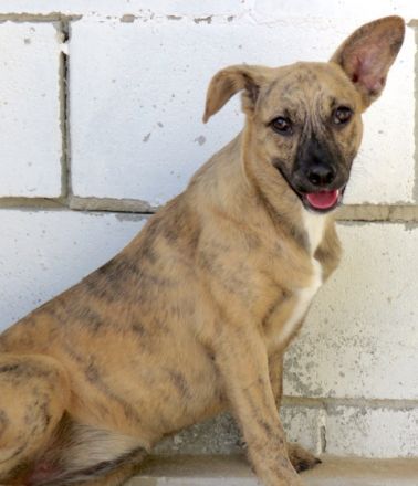 Jersey 2 (Mischling, weiblich)