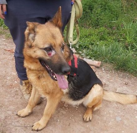 LENA - 58 cm - möchte gern den Zwinger gegen ein warmes
