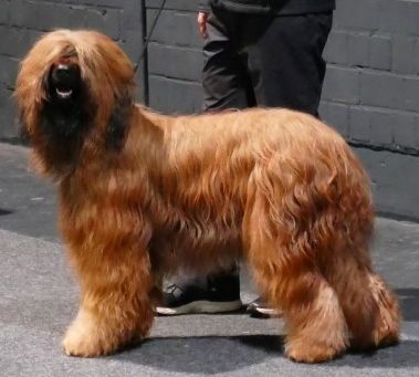 les gentils Roublards