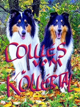 Collies vom Köllertal
