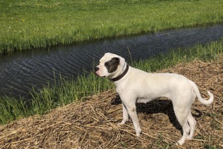 White Stars American Bulldog Zucht