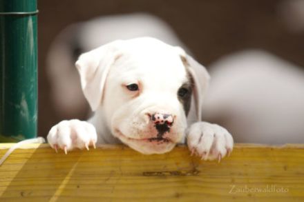White Stars American Bulldog Zucht