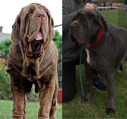 Mastiff of Naples, puppies