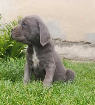 Mastiff of Naples, puppies