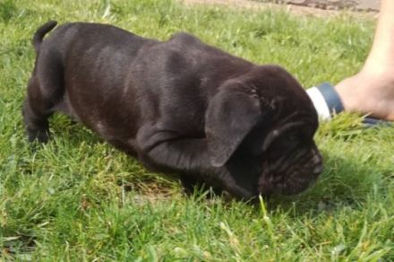 Mastiff of Naples, puppies