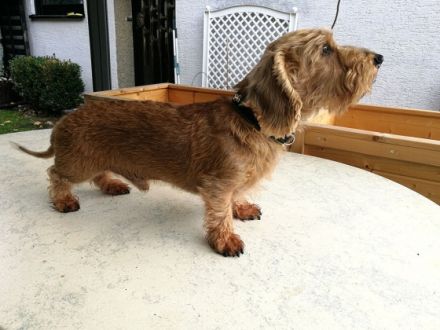 Lekoll Bobbi Sharm Amicus Mei Cordis