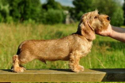 Lekoll Bobbi Sharm Amicus Mei Cordis