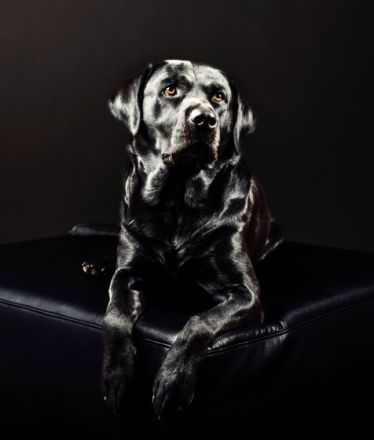 Wunderschöner, ruhiger Labrador aus rein engl.Zucht