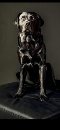 Wunderschöner, ruhiger Labrador aus rein engl.Zucht