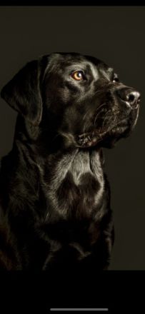 Wunderschöner, ruhiger Labrador aus rein engl.Zucht