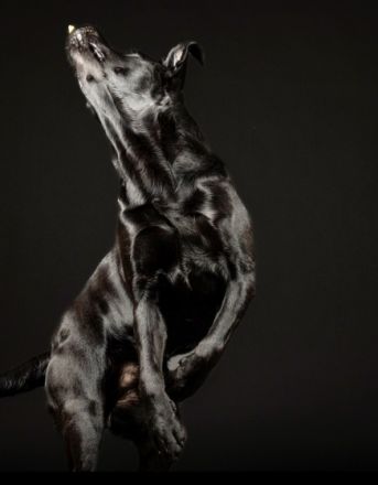 Wunderschöner, ruhiger Labrador aus rein engl.Zucht