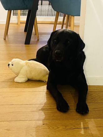 Wunderschöner, ruhiger Labrador aus rein engl.Zucht