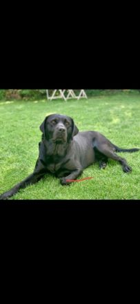 Wunderschöner, ruhiger Labrador aus rein engl.Zucht