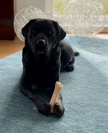 Wunderschöner, ruhiger Labrador aus rein engl.Zucht