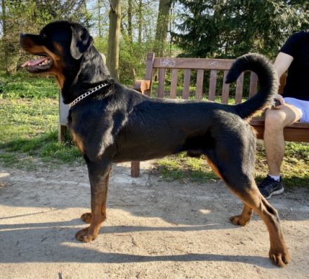 Rafael v. Tannenfeld