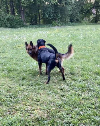 Rafael v. Tannenfeld