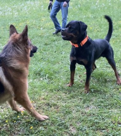 Rafael v. Tannenfeld