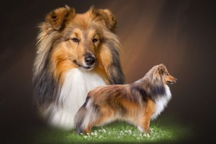 Dt.+Lux. Ch., Dt. J. Ch. Quinn von der Saarhöhe