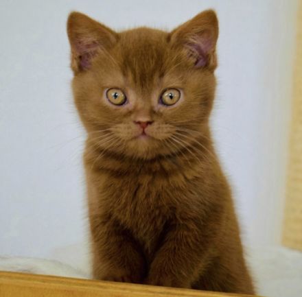 BKH-Briselanger-Licht.de