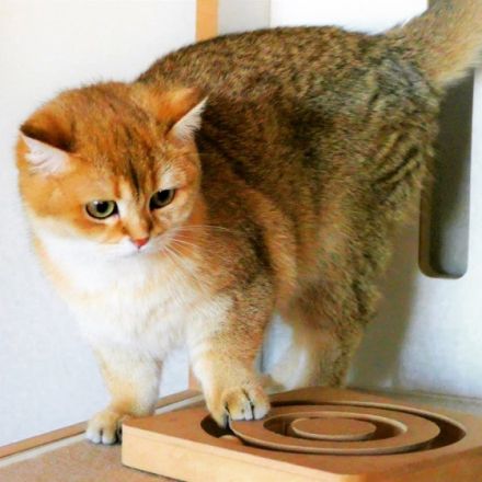 BKH-Briselanger-Licht.de