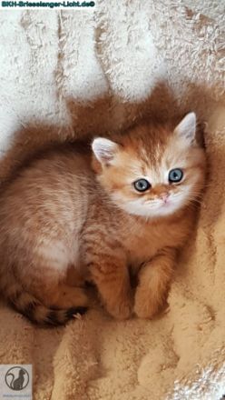 BKH-Briselanger-Licht.de