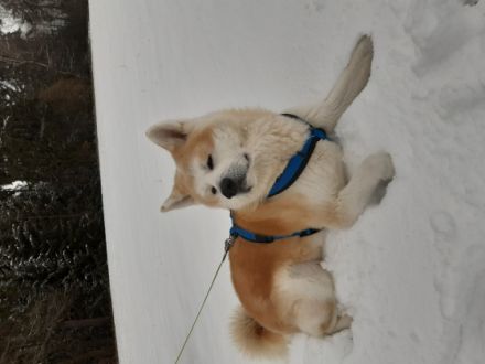 von den Gräbendorfer Wölfen