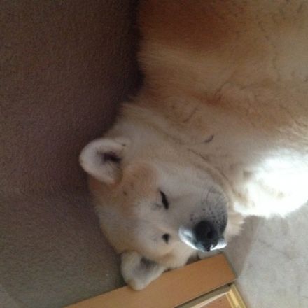 von den Gräbendorfer Wölfen