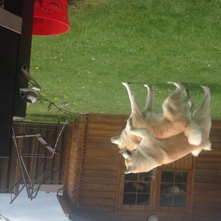 von den Gräbendorfer Wölfen