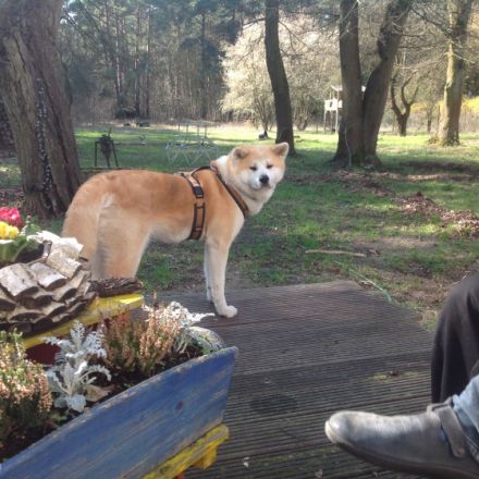 Tierarztpraxis Heidesee & Katzenpension