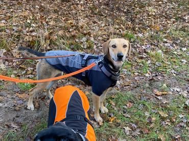 Ella -zur Pflege in 27798 Hude-