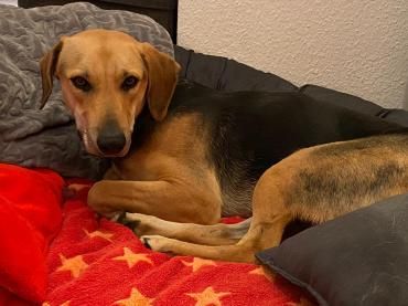 Ella -zur Pflege in 27798 Hude-