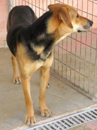 Ella -zur Pflege in 27798 Hude-