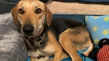 Ella -zur Pflege in 27798 Hude-