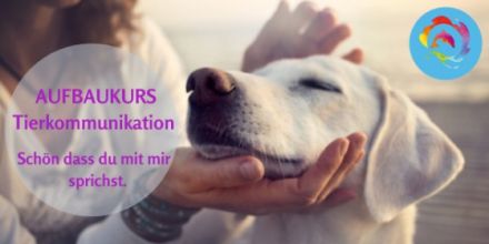 Online Tierkommunikation Aufbau Seminar