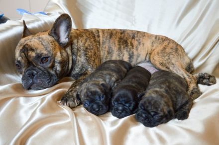 Hundezucht "vom Hexenmeister"