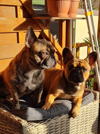 Hundezucht "vom Hexenmeister"