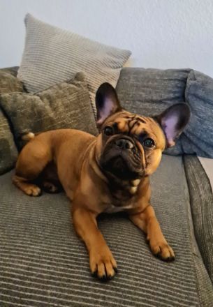 Hundezucht "vom Hexenmeister"