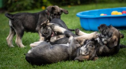 Riesenschnauzer von den grauen Wächtern