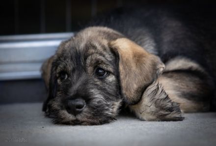 Riesenschnauzer von den grauen Wächtern