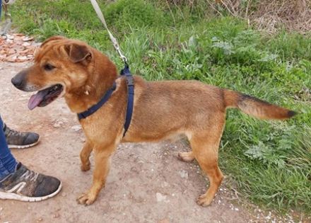 KICSI - 45 cm - SHAR PEI IN NOT!