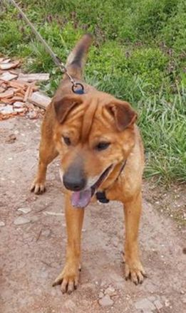 KICSI - 45 cm - SHAR PEI IN NOT!