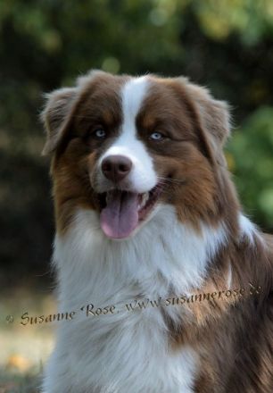 Guardian Angel's First Love DNA-VP